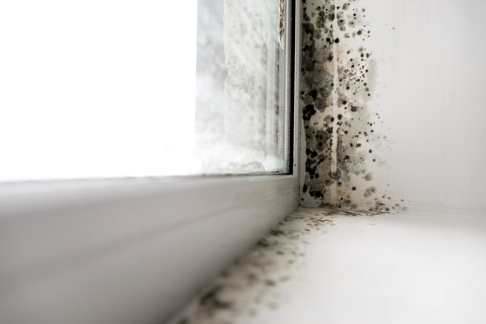 Black Mold and Mildew