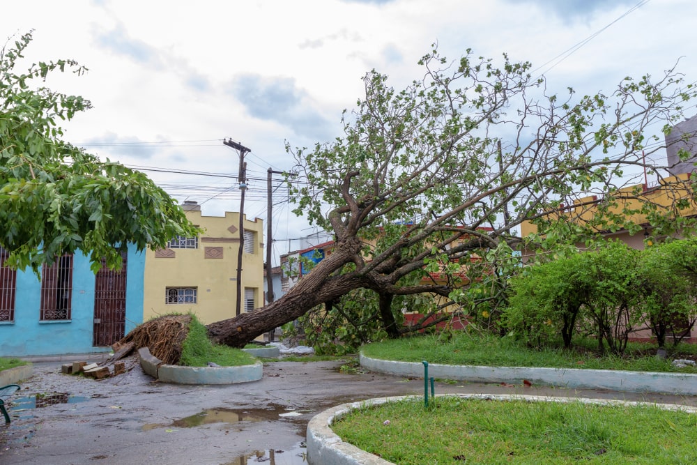 The Importance of Timely Clean Up for Storm Damage