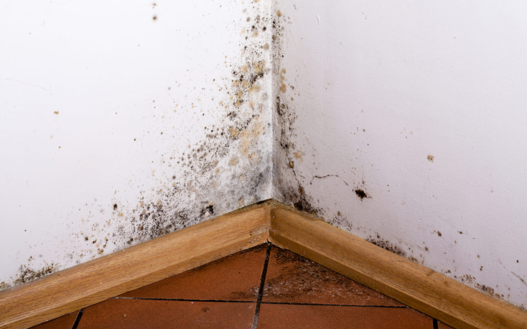 Dangers of Mold Growth & Hiring A Professional Remediator